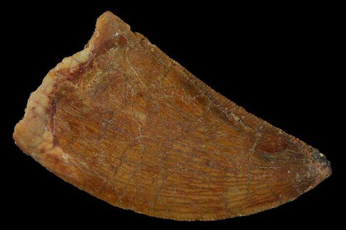 1.33" Carcharodontosaurus Tooth - Real Dinosaur Tooth